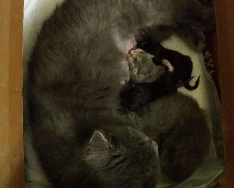 Спасение трёх новорождённых котят