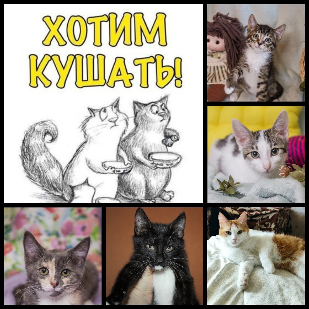 Какая память у кошек